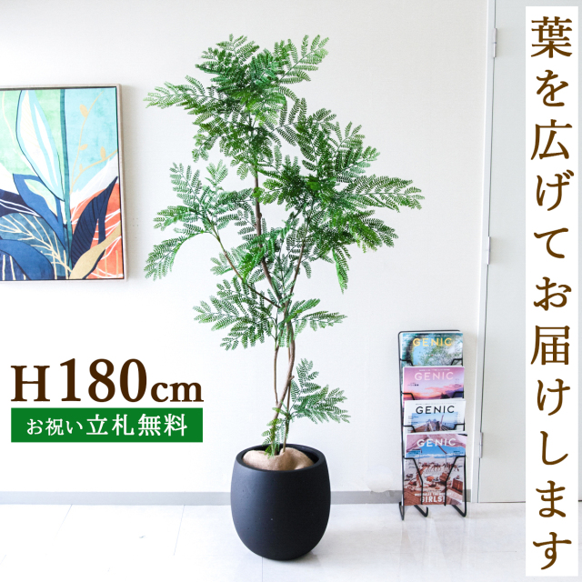 フェイクグリーン エバーフレッシュ H約180cm  鉢付き / 人工観葉植物 観葉植物 フェイク 造花 大型 大きい 店舗 装飾 開店 開業 移転 祝い ギフト プレゼント おしゃれ 住宅展示場 モデルハウス オフィス 立札無料 PG287-BAL35BK