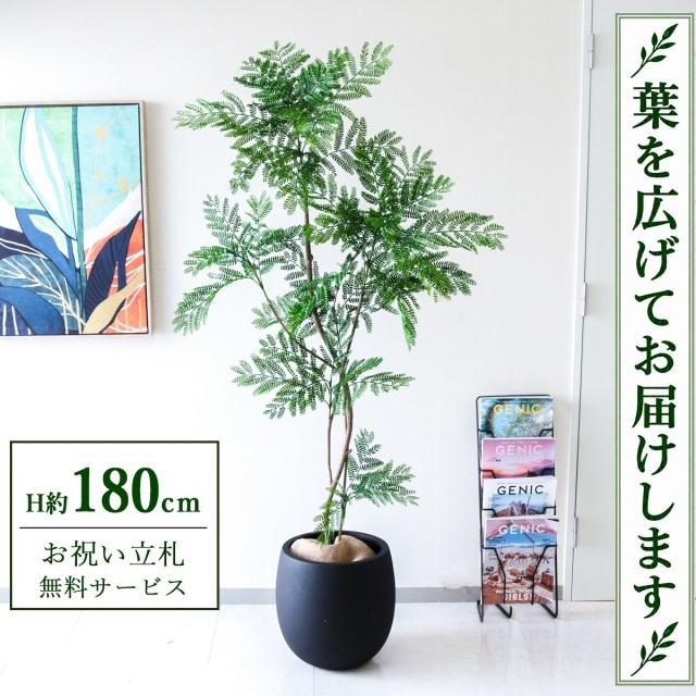 【すぐ飾れる】 フェイクグリーン エバーフレッシュ H約180cm 大型 鉢付き / 法人・開店祝い 店舗・オフィス装飾 空間演出 立札無料・造花/PG287-BAL35BK