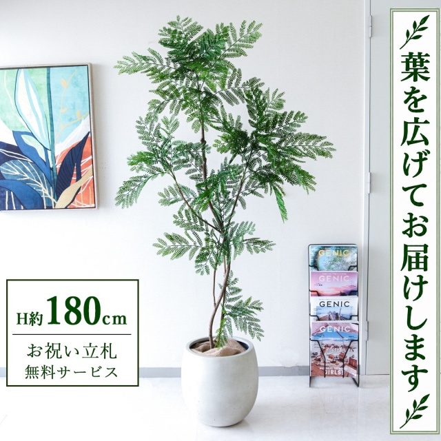 【すぐ飾れる】 フェイクグリーン エバーフレッシュ H約180cm 大型 鉢付き / 法人・開店祝い 店舗・オフィス装飾 空間演出 立札無料・造花/PG287-BAL35IV