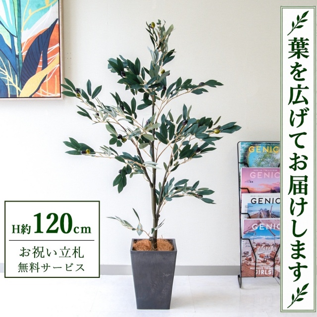 【すぐ飾れる】 フェイクグリーン オリーブ H約120cm 鉢付き / 法人・開店祝い 店舗・オフィス装飾 空間演出 立札無料・造花/PG289-Q20BK
