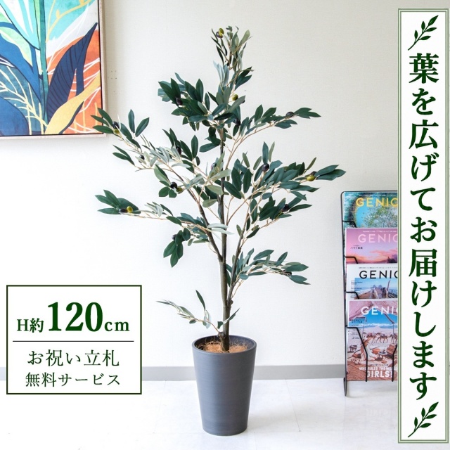 【すぐ飾れる】 フェイクグリーン オリーブ H約120cm 鉢付き / 法人・開店祝い 店舗・オフィス装飾 空間演出 立札無料・造花/PG289-X20BK