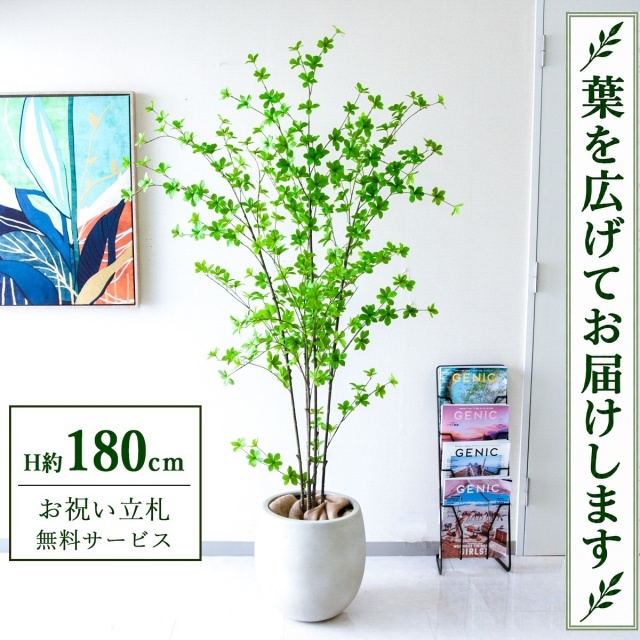 【すぐ飾れる】 フェイクグリーン ドウダンツツジ H約180cm 大型 鉢付き / 法人・開店祝い 店舗・オフィス装飾 空間演出 立札無料・造花/PG291-BAL35IV