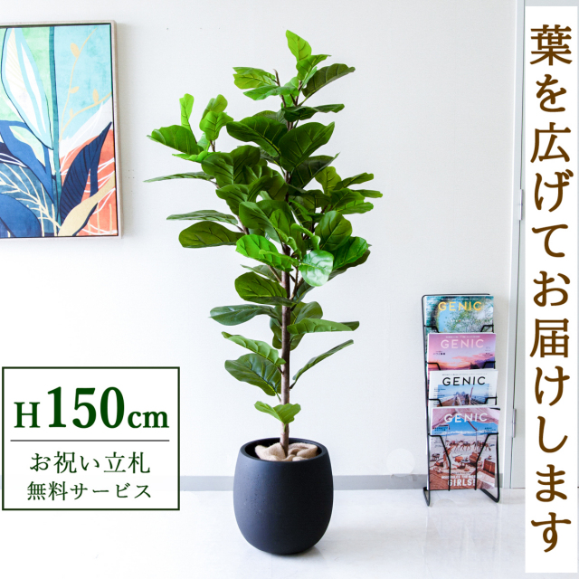 【すぐ飾れる】 フェイクグリーン フィカス カシワバゴム 150cm  鉢付き / 法人・開店祝い 店舗・オフィス装飾 空間演出 立札無料・造花/PG293-BAL30BK