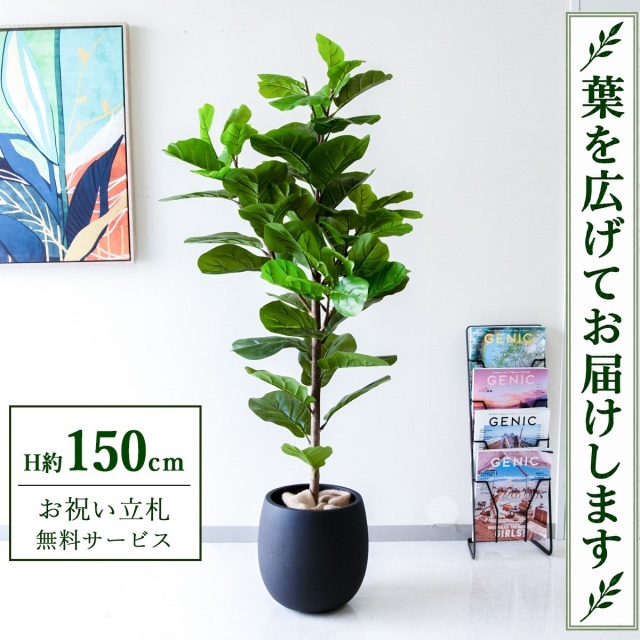 【すぐ飾れる】 フェイクグリーン フィカス カシワバゴム H約150cm 鉢付き / 法人・開店祝い 店舗・オフィス装飾 空間演出 立札無料・造花/PG293-BAL30BK