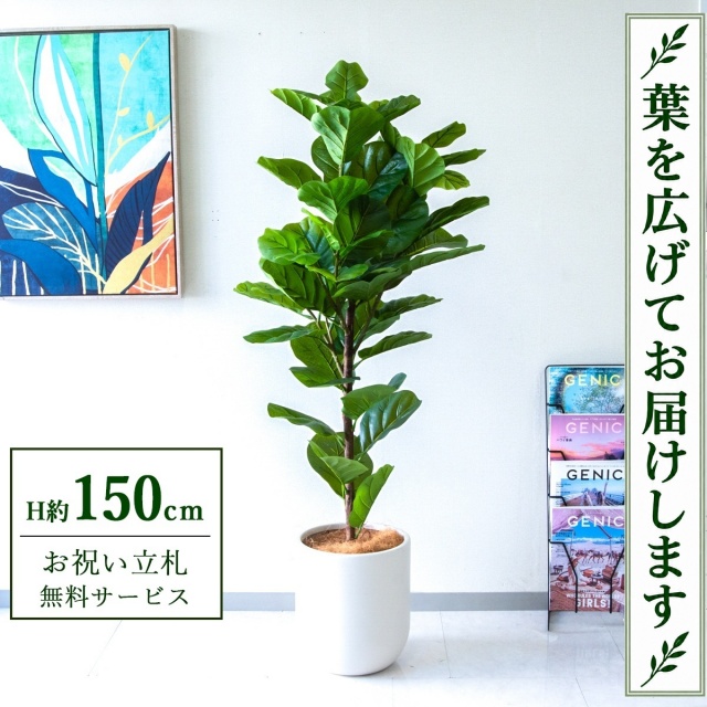 【すぐ飾れる】 フェイクグリーン フィカス カシワバゴム H約150cm 鉢付き / 法人・開店祝い 店舗・オフィス装飾 空間演出 立札無料・造花/PG293-CHC29IV