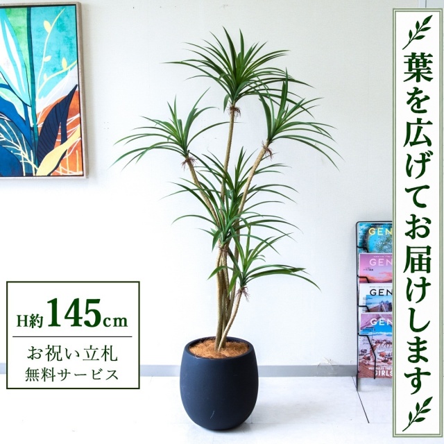 【すぐ飾れる】 フェイクグリーン ユッカ H約145cm 鉢付き / 法人・開店祝い 店舗・オフィス装飾 空間演出 立札無料・造花/PG296-BAL30BK