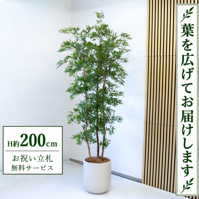 【すぐ飾れる】 フェイクグリーン タイワンモミジ H約200cm 大型 鉢付き / 法人・開店祝い 店舗・オフィス装飾 空間演出 立札無料・造花/PG300-CHC33IV