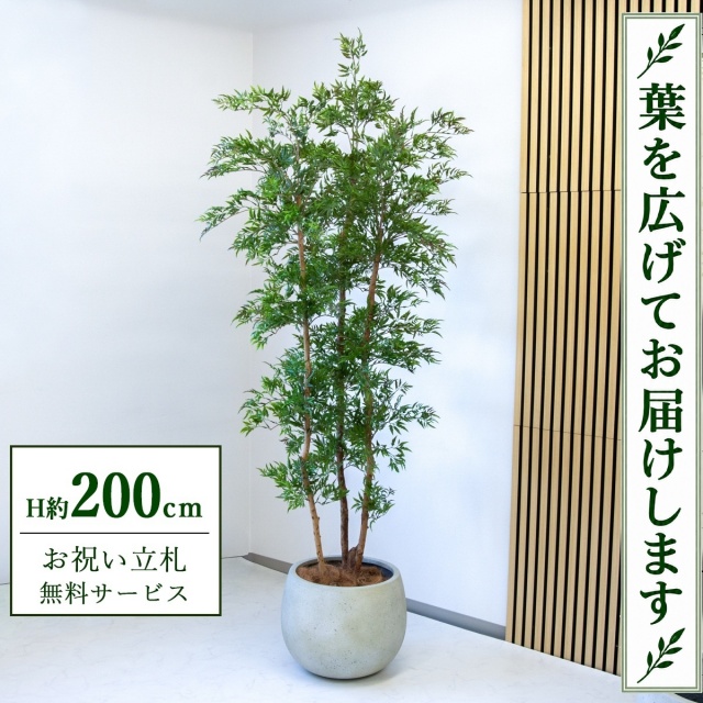 【すぐ飾れる】 フェイクグリーン タイワンモミジ H約200cm 大型 鉢付き / 法人・開店祝い 店舗・オフィス装飾 空間演出 立札無料・造花/PG300-D42IV