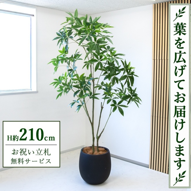 【すぐ飾れる】 フェイクグリーン パキラ H約210cm 大型 鉢付き / 法人・開店祝い 店舗・オフィス装飾 空間演出 立札無料・造花/PG301-BAL42BK