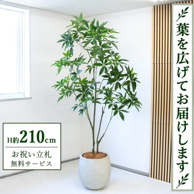 【すぐ飾れる】 フェイクグリーン パキラ H約210cm 大型 鉢付き / 法人・開店祝い 店舗・オフィス装飾 空間演出 立札無料・造花/PG301-BAL42IV