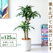 【すぐ飾れる】 フェイクグリーン 幸福の木 ドラセナ マッサンゲアナ 125cm  鉢付き / 法人・開店祝い 店舗・オフィス装飾 空間演出 立札無料・造花/PG016-CHC29IV