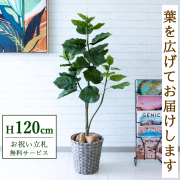【すぐ飾れる】 フェイクグリーン フィカス ウンベラータ 120cm 鉢付き / 法人・開店祝い 店舗・オフィス装飾 空間演出 立札無料・造花/PG077-MEL26GY