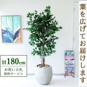 【すぐ飾れる】 フェイクグリーン フィカス ベンジャミン 180cm  大型 鉢付き / 法人・開店祝い 店舗・オフィス装飾 空間演出 立札無料・造花/PG091-BAL42IV