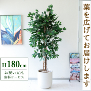 【すぐ飾れる】 フェイクグリーン フィカス ベンジャミン 180cm  大型 鉢付き / 法人・開店祝い 店舗・オフィス装飾 空間演出 立札無料・造花/PG091-CHC33IV