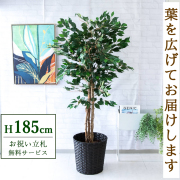 【すぐ飾れる】 フェイクグリーン フィカス ベンジャミン 185cm  大型 鉢付き / 法人・開店祝い 店舗・オフィス装飾 空間演出 立札無料・造花/PG091-MEL38DB