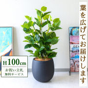 【すぐ飾れる】 フェイクグリーン フレッシュポトス 100cm 鉢付き / 法人・開店祝い 店舗・オフィス装飾 空間演出 立札無料・造花/PG093-BAL30BK