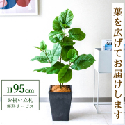 【すぐ飾れる】 フェイクグリーン フィカス ウンベラータ 95cm 鉢付き / 法人・開店祝い 店舗・オフィス装飾 空間演出 立札無料・造花/PG094-Q20BK