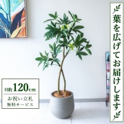 フェイクグリーン 120cm～130cmほど 173336649.jpg