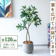 【すぐ飾れる】 フェイクグリーン パキラ 120cm  鉢付き / 法人・開店祝い 店舗・オフィス装飾 空間演出 立札無料・造花/PG1001-J30