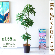 【すぐ飾れる】 フェイクグリーン パキラ 155cm  鉢付き / 法人・開店祝い 店舗・オフィス装飾 空間演出 立札無料・造花/PG1002-B240BR