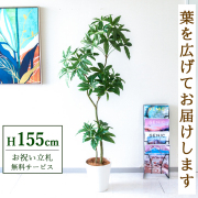 【すぐ飾れる】 フェイクグリーン パキラ 155cm  鉢付き / 法人・開店祝い 店舗・オフィス装飾 空間演出 立札無料・造花/PG1002-B240WH