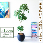 【すぐ飾れる】 フェイクグリーン パキラ 155cm  鉢付き / 法人・開店祝い 店舗・オフィス装飾 空間演出 立札無料・造花/PG1002-BAL30BK