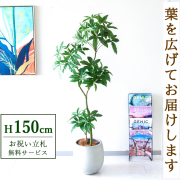 【すぐ飾れる】 フェイクグリーン パキラ 150cm  鉢付き / 法人・開店祝い 店舗・オフィス装飾 空間演出 立札無料・造花/PG1002-BAL30IV