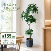 【すぐ飾れる】 フェイクグリーン パキラ 155cm  鉢付き / 法人・開店祝い 店舗・オフィス装飾 空間演出 立札無料・造花/PG1002-BPK25GY