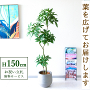 【すぐ飾れる】 フェイクグリーン パキラ 150cm  鉢付き / 法人・開店祝い 店舗・オフィス装飾 空間演出 立札無料・造花/PG1002-J30