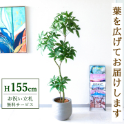 【すぐ飾れる】 フェイクグリーン パキラ 155cm  鉢付き / 法人・開店祝い 店舗・オフィス装飾 空間演出 立札無料・造花/PG1002-J30