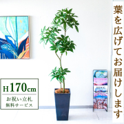 【すぐ飾れる】 フェイクグリーン パキラ 170cm  大型 鉢付き / 法人・開店祝い 店舗・オフィス装飾 空間演出 立札無料・造花/PG1002-Q25BK