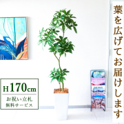 人工観葉植物　170㎝ ストレチア 高さ170cm (フェイクグリーン 人工観葉植物 大型