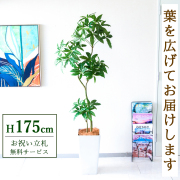 【すぐ飾れる】 フェイクグリーン パキラ 175cm  大型 鉢付き / 法人・開店祝い 店舗・オフィス装飾 空間演出 立札無料・造花/PG1002-Q25WH