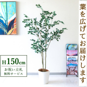 【すぐ飾れる】 フェイクグリーン フィカス ベンジャミン 150cm  鉢付き / 法人・開店祝い 店舗・オフィス装飾 空間演出 立札無料・造花/PG1004-B240WH