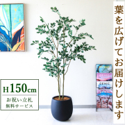 【すぐ飾れる】 フェイクグリーン フィカス ベンジャミン 150cm  鉢付き / 法人・開店祝い 店舗・オフィス装飾 空間演出 立札無料・造花/PG1004-BAL30BK