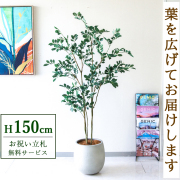 【すぐ飾れる】 フェイクグリーン フィカス ベンジャミン 150cm  鉢付き / 法人・開店祝い 店舗・オフィス装飾 空間演出 立札無料・造花/PG1004-BAL30IV