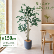 【すぐ飾れる】 フェイクグリーン フィカス ベンジャミン 150cm  鉢付き / 法人・開店祝い 店舗・オフィス装飾 空間演出 立札無料・造花/PG1004-CHC25GY