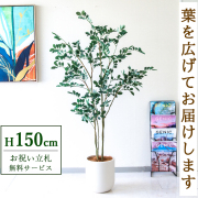 【すぐ飾れる】 フェイクグリーン フィカス ベンジャミン 150cm  鉢付き / 法人・開店祝い 店舗・オフィス装飾 空間演出 立札無料・造花/PG1004-CHC25IV