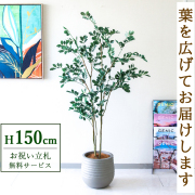 【すぐ飾れる】 フェイクグリーン フィカス ベンジャミン 150cm  鉢付き / 法人・開店祝い 店舗・オフィス装飾 空間演出 立札無料・造花/PG1004-J30