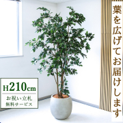 【すぐ飾れる】 フェイクグリーン フィカス ベンジャミン 210cm  鉢付き / 法人・開店祝い 店舗・オフィス装飾 空間演出 立札無料・造花/PG1005-BAL42IV