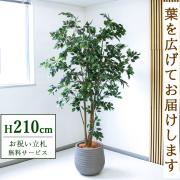 【すぐ飾れる】 フェイクグリーン フィカス ベンジャミン 210cm  鉢付き / 法人・開店祝い 店舗・オフィス装飾 空間演出 立札無料・造花/PG1005-J40