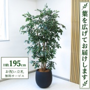 【すぐ飾れる】 フェイクグリーン フィカス ベンジャミン H約195cm 大型 鉢付き / 法人・開店祝い 店舗・オフィス装飾 空間演出 立札無料・造花/PG1006-BAL42BK