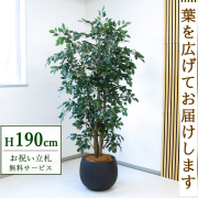 【すぐ飾れる】 フェイクグリーン フィカス ベンジャミン 190cm  大型 鉢付き / 法人・開店祝い 店舗・オフィス装飾 空間演出 立札無料・造花/PG1006-D42BK