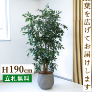 【すぐ飾れる】 フェイクグリーン フィカス ベンジャミン 190cm  大型 鉢付き / 法人・開店祝い 店舗・オフィス装飾 空間演出 立札無料・造花/PG1006-J40