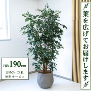 【すぐ飾れる】 フェイクグリーン フィカス ベンジャミン H約190cm 大型 鉢付き / 法人・開店祝い 店舗・オフィス装飾 空間演出 立札無料・造花/PG1006-J40
