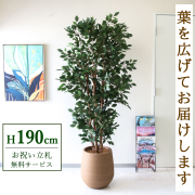 【すぐ飾れる】 フェイクグリーン フィカス ベンジャミン 190cm  大型 鉢付き / 法人・開店祝い 店舗・オフィス装飾 空間演出 立札無料・造花/PG1006-KAO38LB