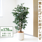 【すぐ飾れる】 フェイクグリーン フィカス ベンジャミン 170cm  大型 鉢付き / 法人・開店祝い 店舗・オフィス装飾 空間演出 立札無料・造花/PG1007-CHC33IV