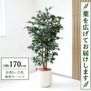 【すぐ飾れる】 フェイクグリーン フィカス ベンジャミン H約170cm 大型 鉢付き / 法人・開店祝い 店舗・オフィス装飾 空間演出 立札無料・造花/PG1007-CHC33IV