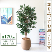 【すぐ飾れる】 フェイクグリーン フィカス ベンジャミン 170cm  大型 鉢付き / 法人・開店祝い 店舗・オフィス装飾 空間演出 立札無料・造花/PG1007-KAO38LB