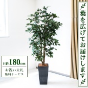 【すぐ飾れる】 フェイクグリーン フィカス ベンジャミン H約180cm 大型 鉢付き / 法人・開店祝い 店舗・オフィス装飾 空間演出 立札無料・造花/PG1007-Q25BK